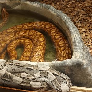 Boa constrictor and Rainbow Boa