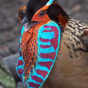 Cabot's tragopan (Tragopan caboti)