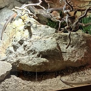 Butterfly Lizard Habitat