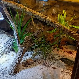 Fringe toed Lizard Habitat