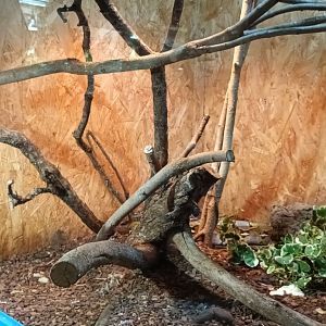 Reticulated Python and Tokay Habitat