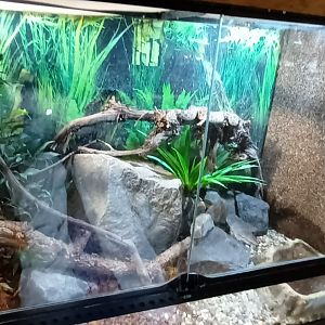 Western hognose Snake Habitat