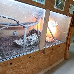 Blood Python Habitat