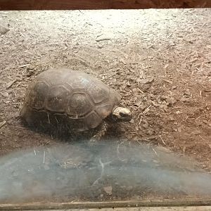 Yellow footed Tortoise