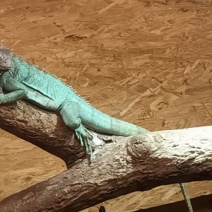 Green Iguana