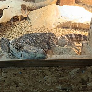 Black throated Monitor