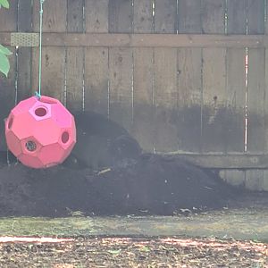 London Zoo - Pygmy Hippo