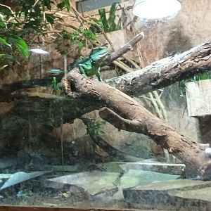 Tortoise, Chinese water Dragon and Plumed Basilisk Habitat