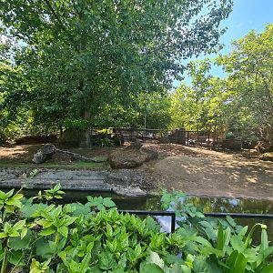 London Zoo - Pygmy Hippo exhibit