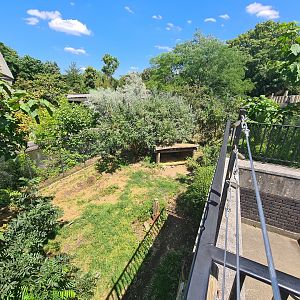 London Zoo - African Wild Dog exhibit