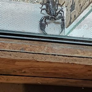 Emperor Scorpion