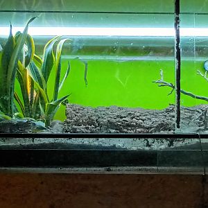 Colorado river Toad Habitat