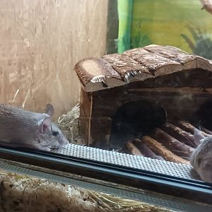 Sinai Spiny Mice