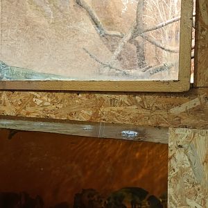 Red Oscar, Pangasius, Giant Asian Pond Turtle and Sailfin Lizard Habitat