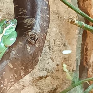 American green tree Frog