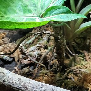 African Bullfrog Habitat