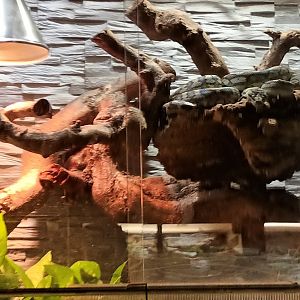 Carpet Python Habitat