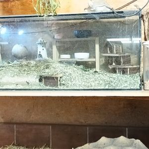 Mongolian Gerbil and Mongolian Gerbil Breedingform Habitat