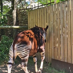 London Zoo - Okapi