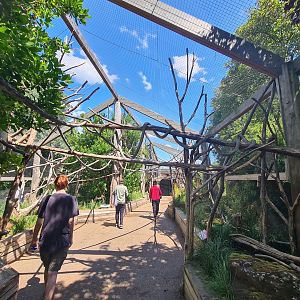 London Zoo - Lemur Exhibit