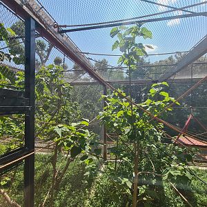 London Zoo - Northern white-cheeked gibbon exhibit