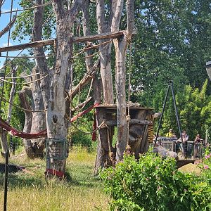 London Zoo - Gorilla exhibit