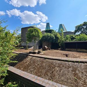 London Zoo - Red river hog exhibit