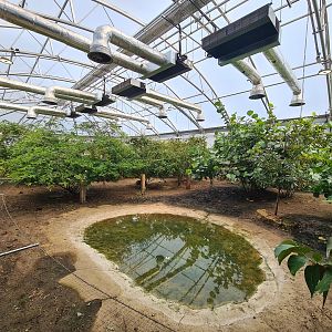 London Zoo - Galapagos Giant Tortoise exhibit