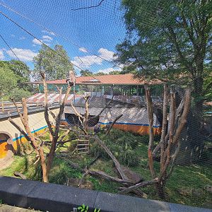 London Zoo - Langur exhibit