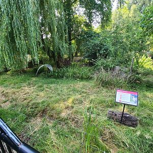 London Zoo - Muntjac exhibit