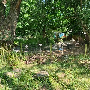 London Zoo - Flamingo exhibit