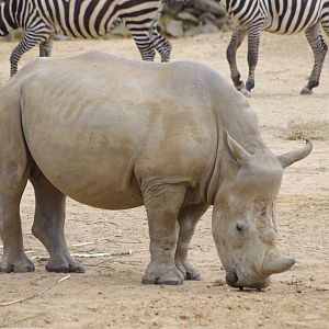 Tayo- young Southern White Rhino male- 2/6/2023