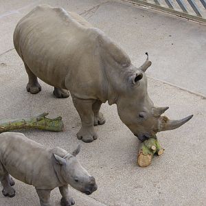 Astrid and Dara- Southern White Rhino female and calf- 2/6/2023