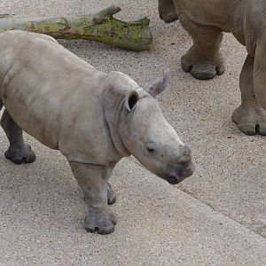 Astrid and Dara- Southern White Rhino female and calf- 2/6/2023