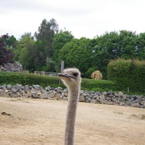 Common Ostrich- 2/6/2023