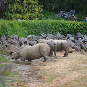 Southern White Rhino in the mud- 2/6/2023