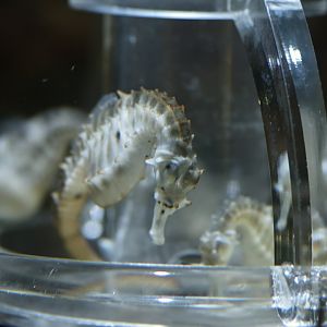 Looking for the last shrimp