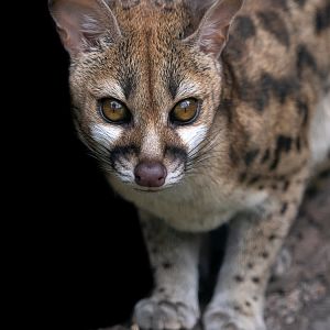 Rusty-spotted genet (Genetta maculata)