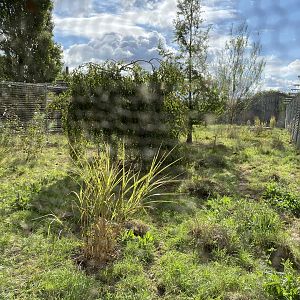 Hamerton, black backed jackal enclosure
