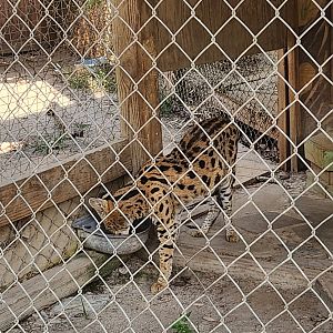 Tiger World - Serval