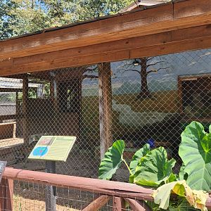 Tiger World - Serval enslosure #2