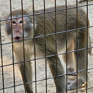 Tiger World - Long-tailed Macaque