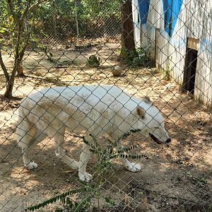 Tiger World - Arctic Wolf