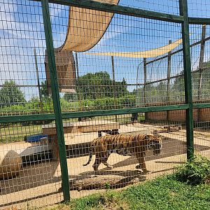 Tiger World - Bengal Tiger exhibit