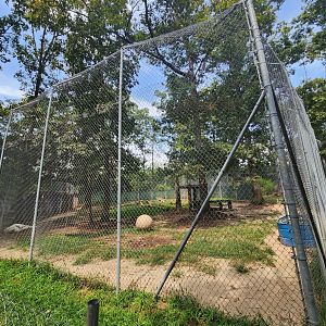 Tiger World - White Tiger exhibit