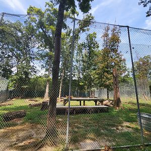 Tiger World - Siberian Tiger exhibit