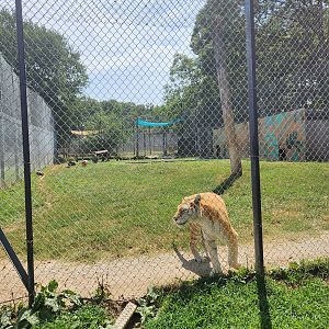 Tiger World - Golden Tiger