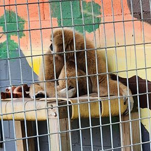 Tiger World - Lar Gibbon