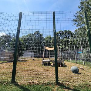 Tiger World - Barbary Lion enclosure