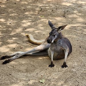 Tiger World - Red Kangaroo